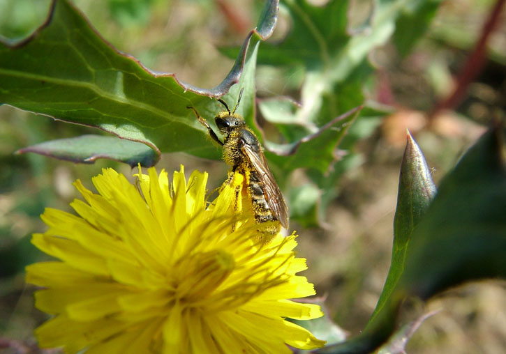 Appearance of the <i>Lasioglossum mallacharum</i> species, the most important pollinator bee in the study. Photo: @Carlo Polidori.